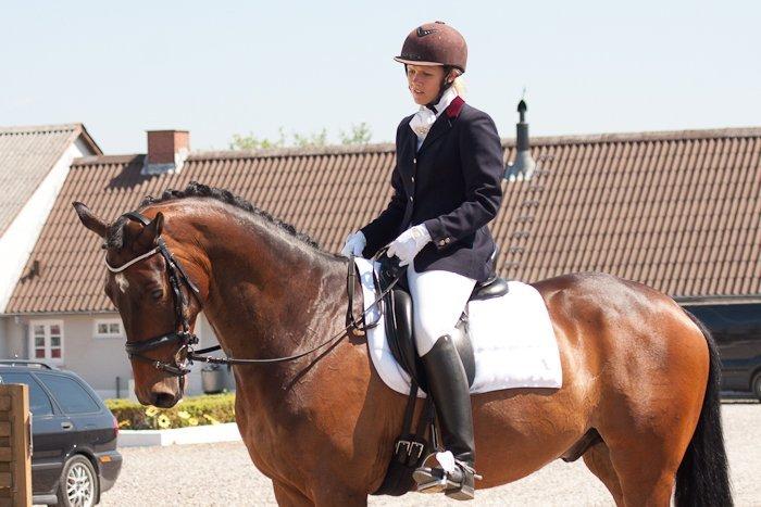 Dansk Varmblod Ibrahim billede 12