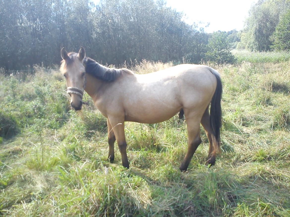 Anden særlig race Prins Breezer ( Bailey ) - nu har jeg haft ham i noget tid, og han er begyndt at tage så pænt på, dejligt :) billede 16