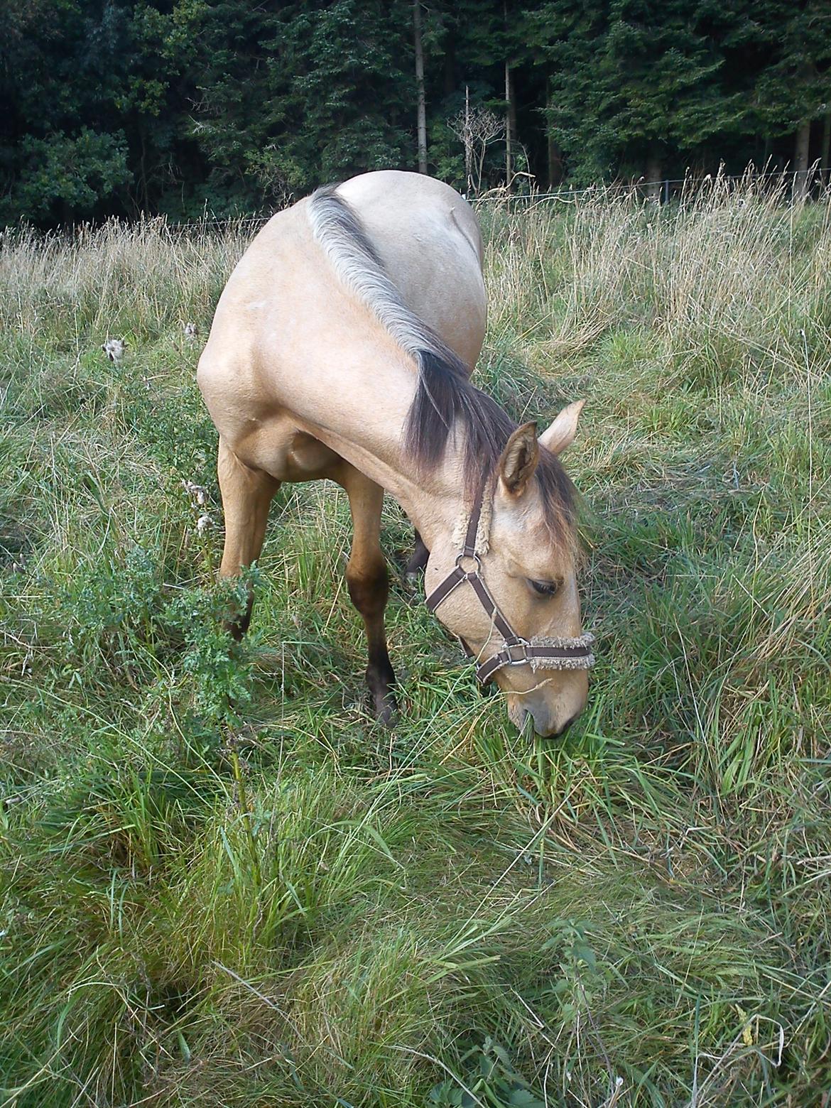 Anden særlig race Prins Breezer ( Bailey ) - Elsker bare at spise :)
 billede 17