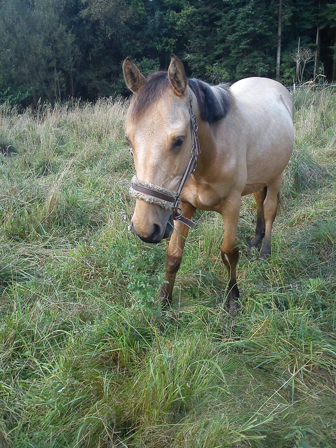 Anden særlig race Prins Breezer ( Bailey ) - fine dreng  billede 18