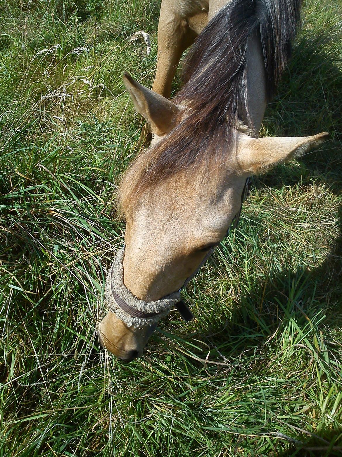Anden særlig race Prins Breezer ( Bailey ) billede 19