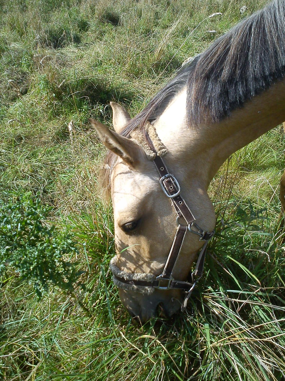 Anden særlig race Prins Breezer ( Bailey ) billede 20