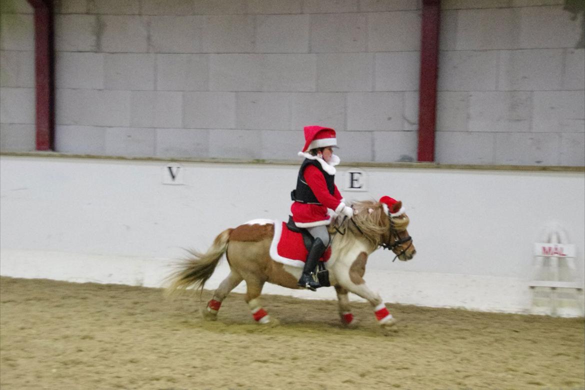 Shetlænder Stjernens Tarok - låne pony - Tarok og mig til julestævne på Epona 2011 billede 3