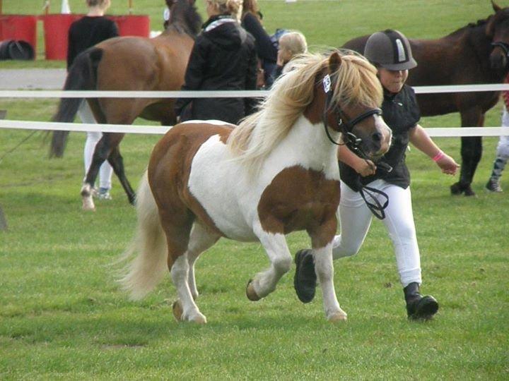 Shetlænder Stjernens Tarok - låne pony - Stjernens Tarok til Store Hestedag 2011 - Han gik fløj i Shetter holdet med 9 i helhed. billede 1