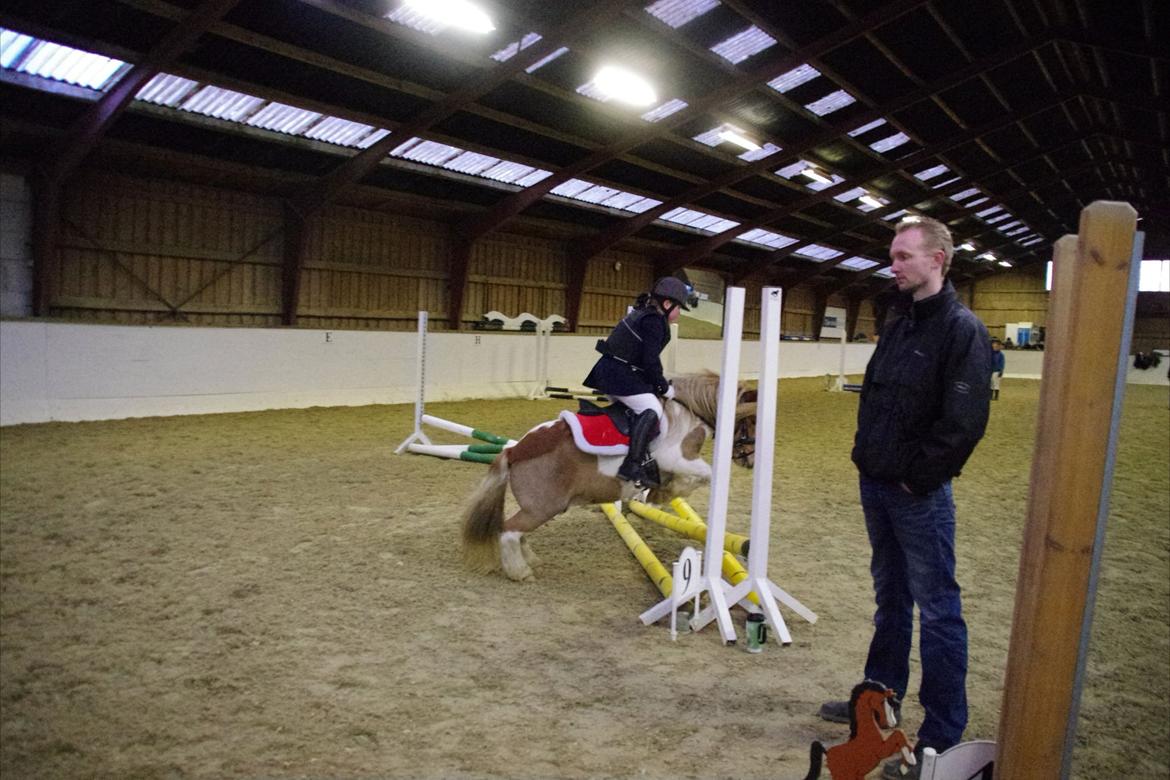 Shetlænder Stjernens Tarok - låne pony - Mig og Tarok til klubmesterskabet på Epona 2011 billede 4