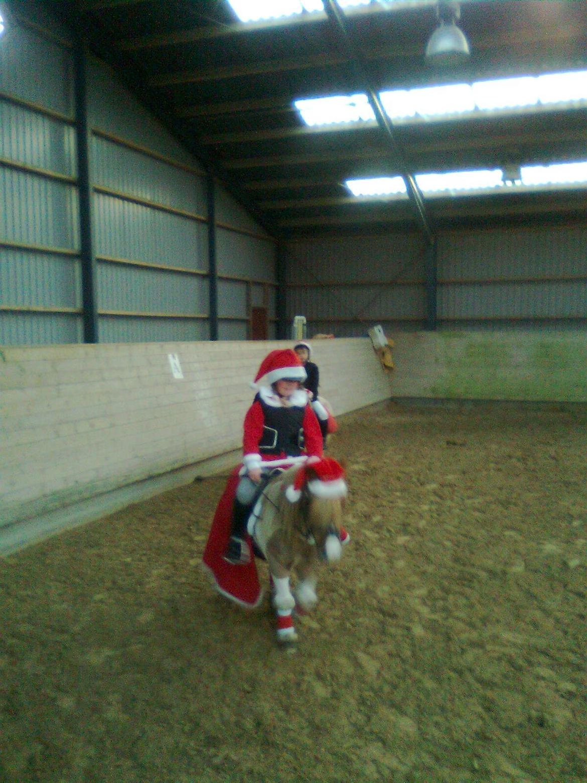 Shetlænder Stjernens Tarok - låne pony - Tarok på Epona billede 5