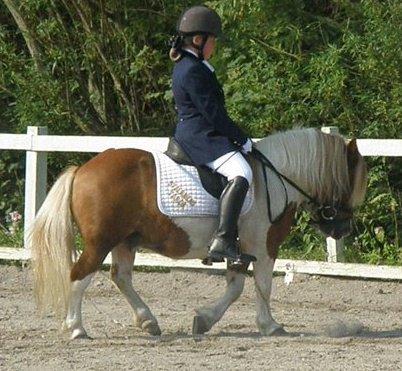 Shetlænder Stjernens Tarok - låne pony - Til stævne Køge sportsrideklub LD2 - 2011 billede 11