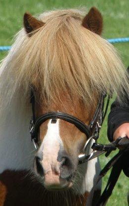 Shetlænder Stjernens Tarok - låne pony - STJERNENS TAROK billede 12