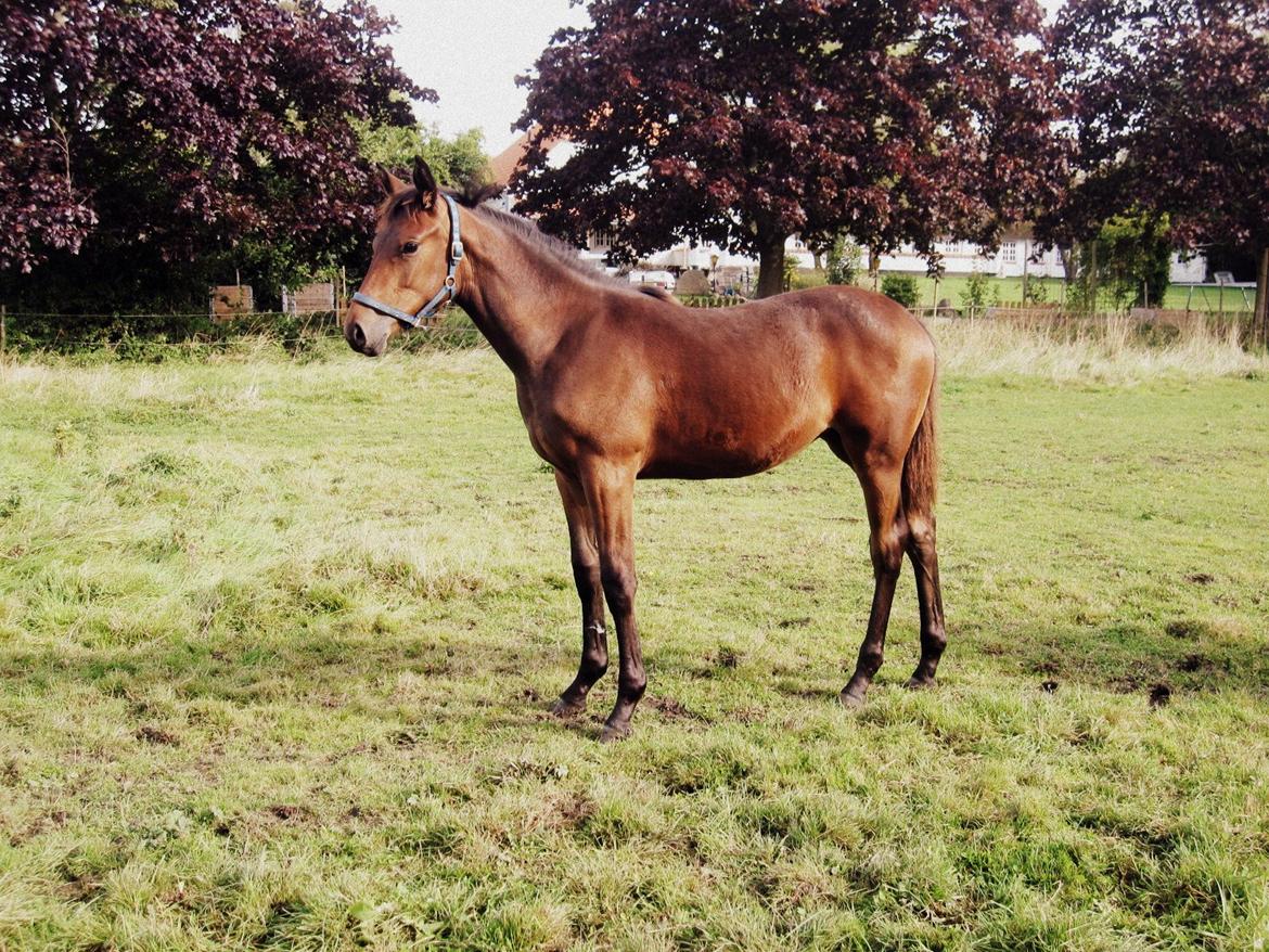 Trakehner Iris R billede 19