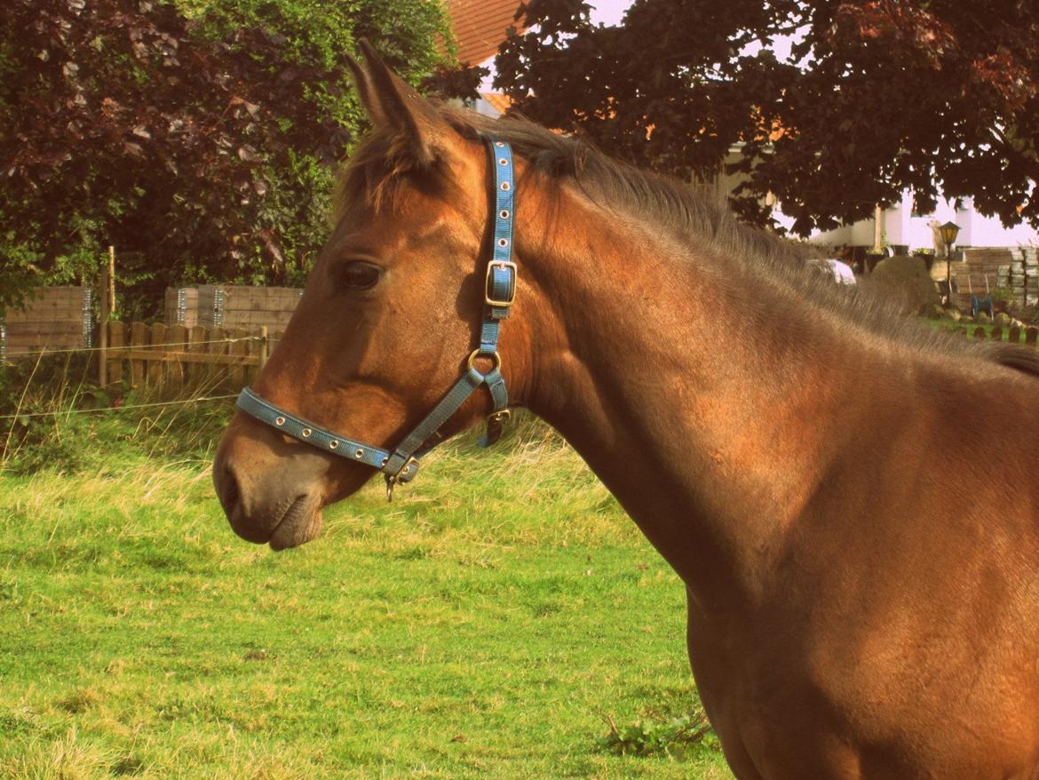 Trakehner Iris R billede 1