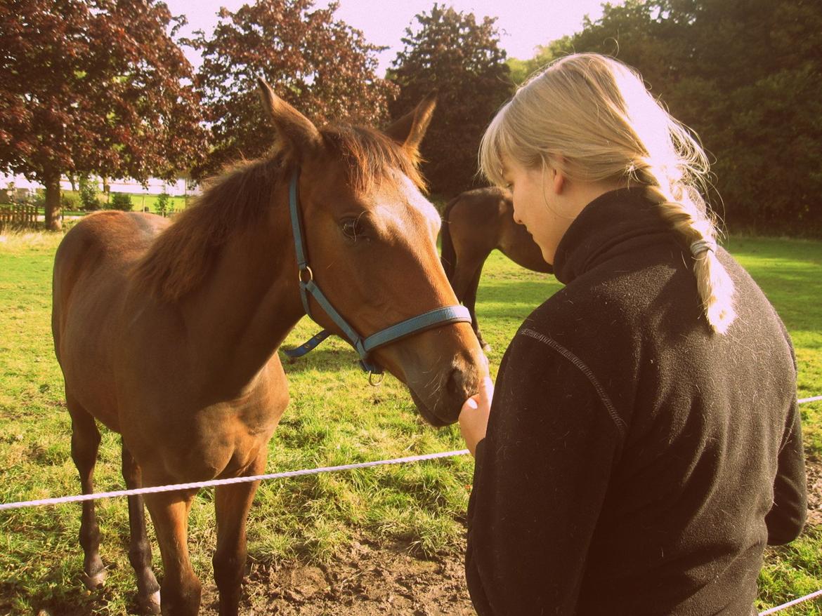 Trakehner Iris R billede 4