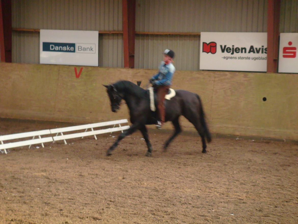 Trakehner Dalano - Fastelavnsstævne. Vi var cowboy. billede 5