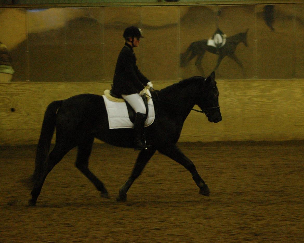 Trakehner Dalano - Dette er 14. dag med rytter billede 1