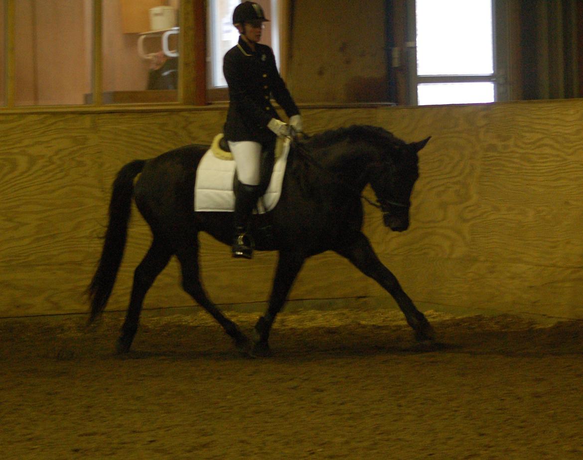 Trakehner Dalano - Dette er 14. dag med rytter billede 2