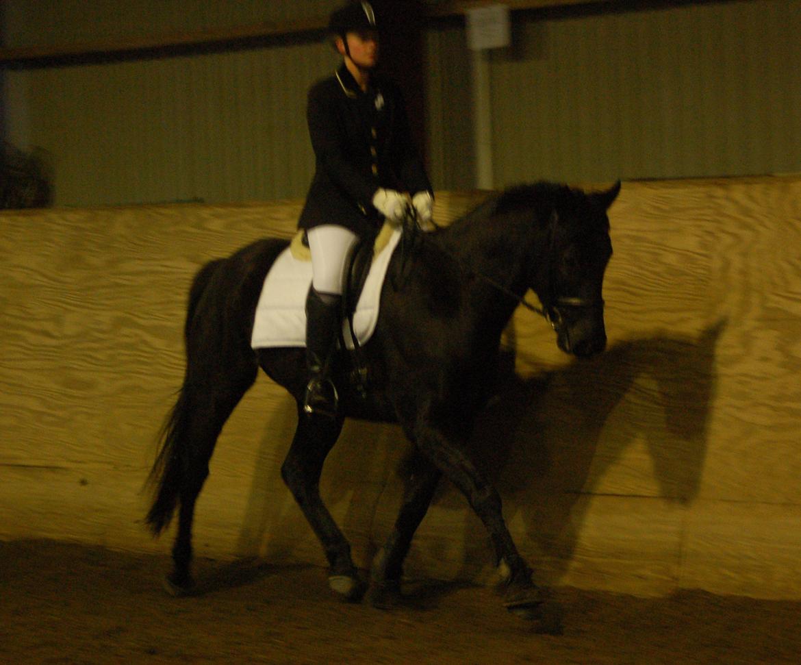 Trakehner Dalano - Dette er 14. dag med rytter billede 3