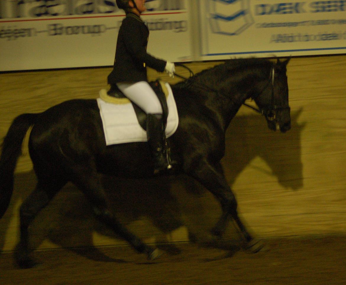 Trakehner Dalano - Dette er 14. dag med rytter billede 4