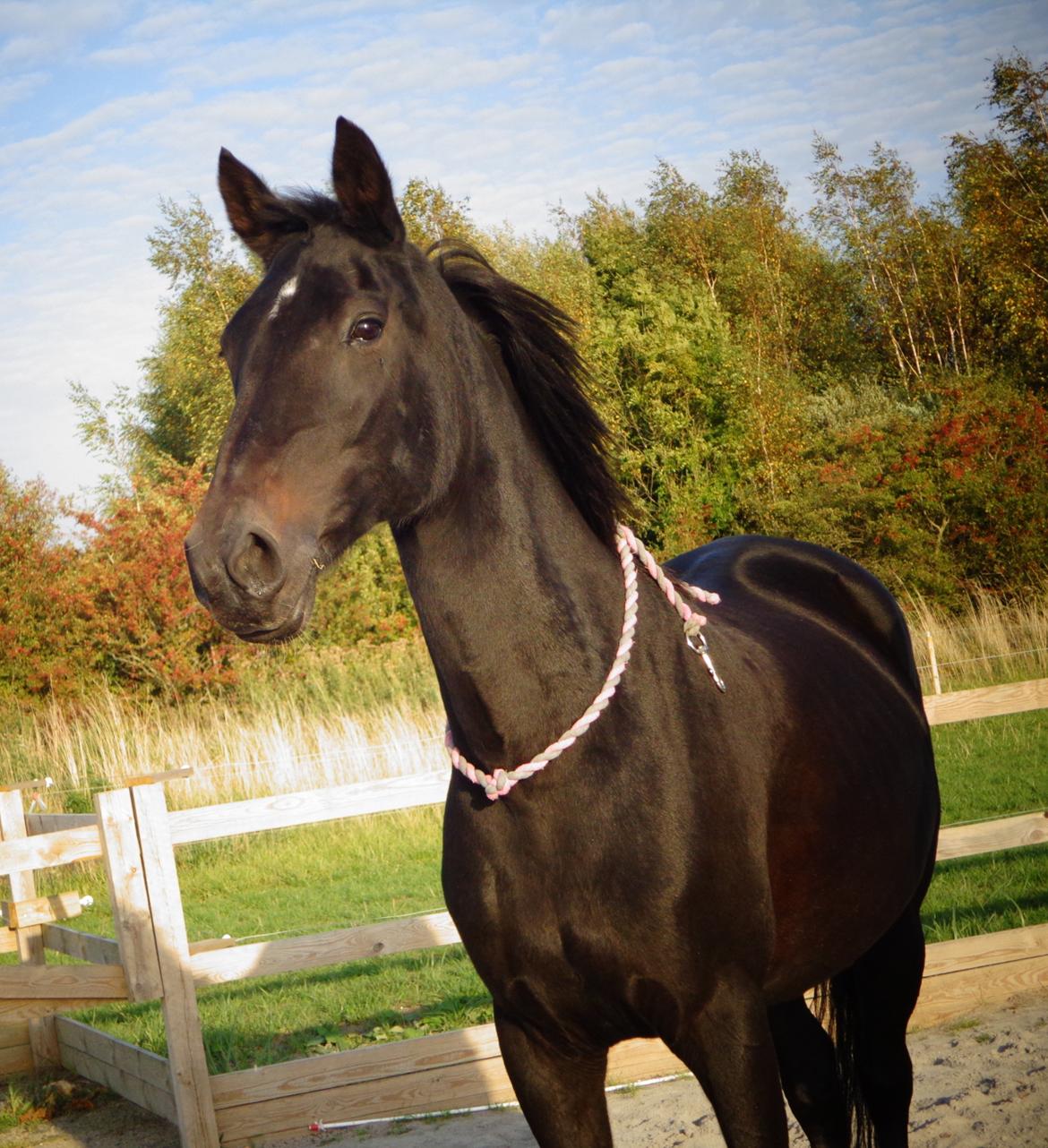 Anden særlig race Miss Shadow billede 7