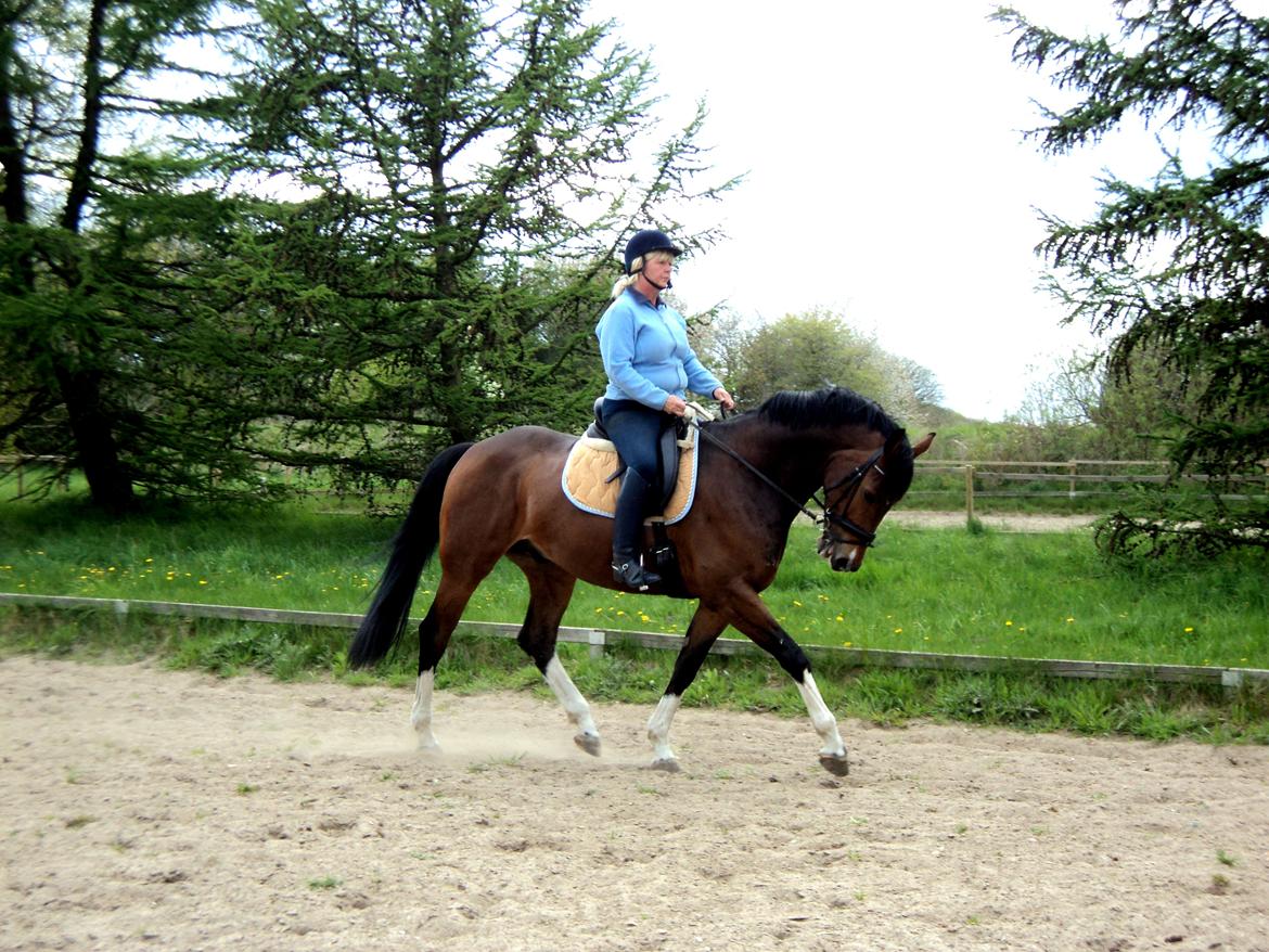 Hollandsk Varmblod B - Træning sommer 2012 billede 12