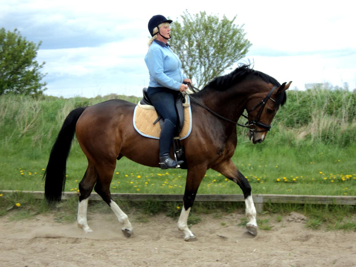 Hollandsk Varmblod B - Træning sommer 2012 billede 21