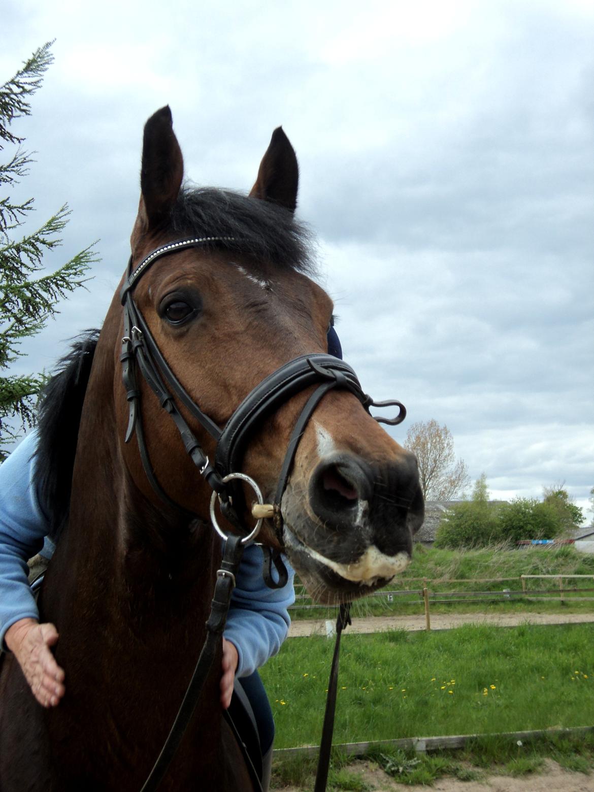 Hollandsk Varmblod B - Velkommen til B's profil <3 billede 19