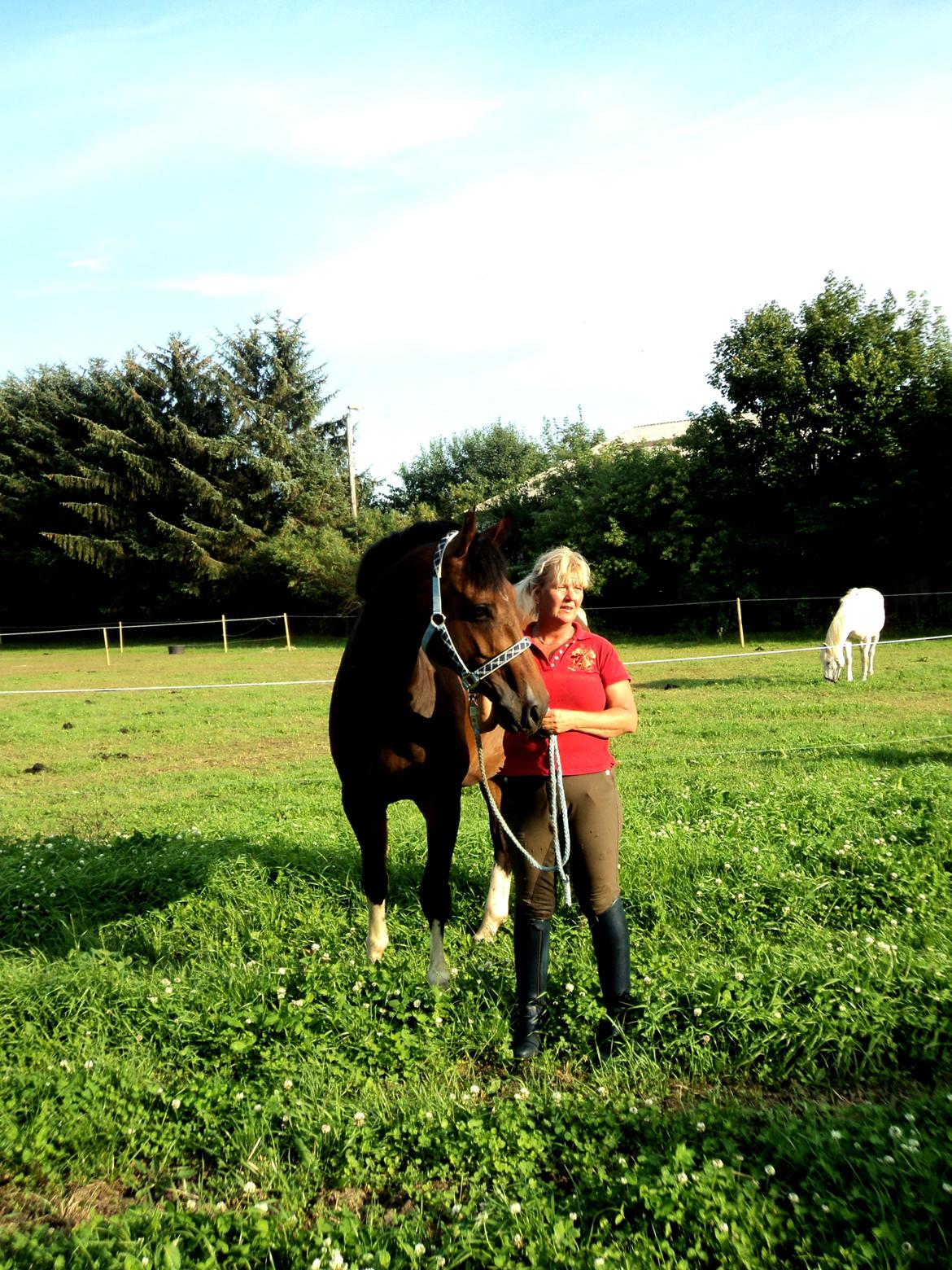 Hollandsk Varmblod B - August 2012, sommer hygge <3 billede 7