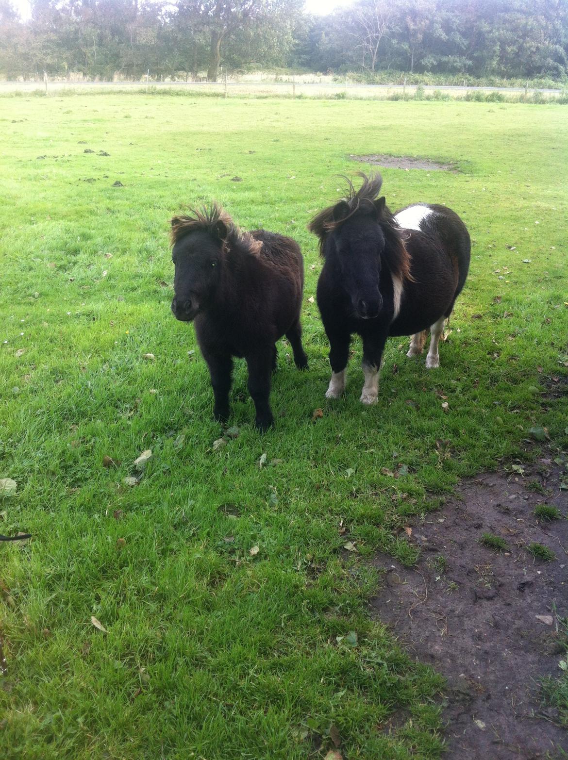 Shetlænder Lionel Messi - Messi med sin mor, Prinsesse. billede 2