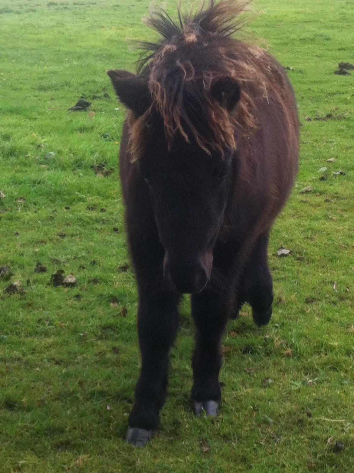 Shetlænder Lionel Messi - Min skat <3 billede 1