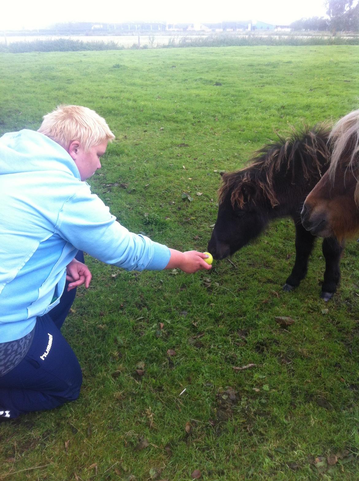 Shetlænder Lionel Messi - Messi, nusssedyret! billede 5