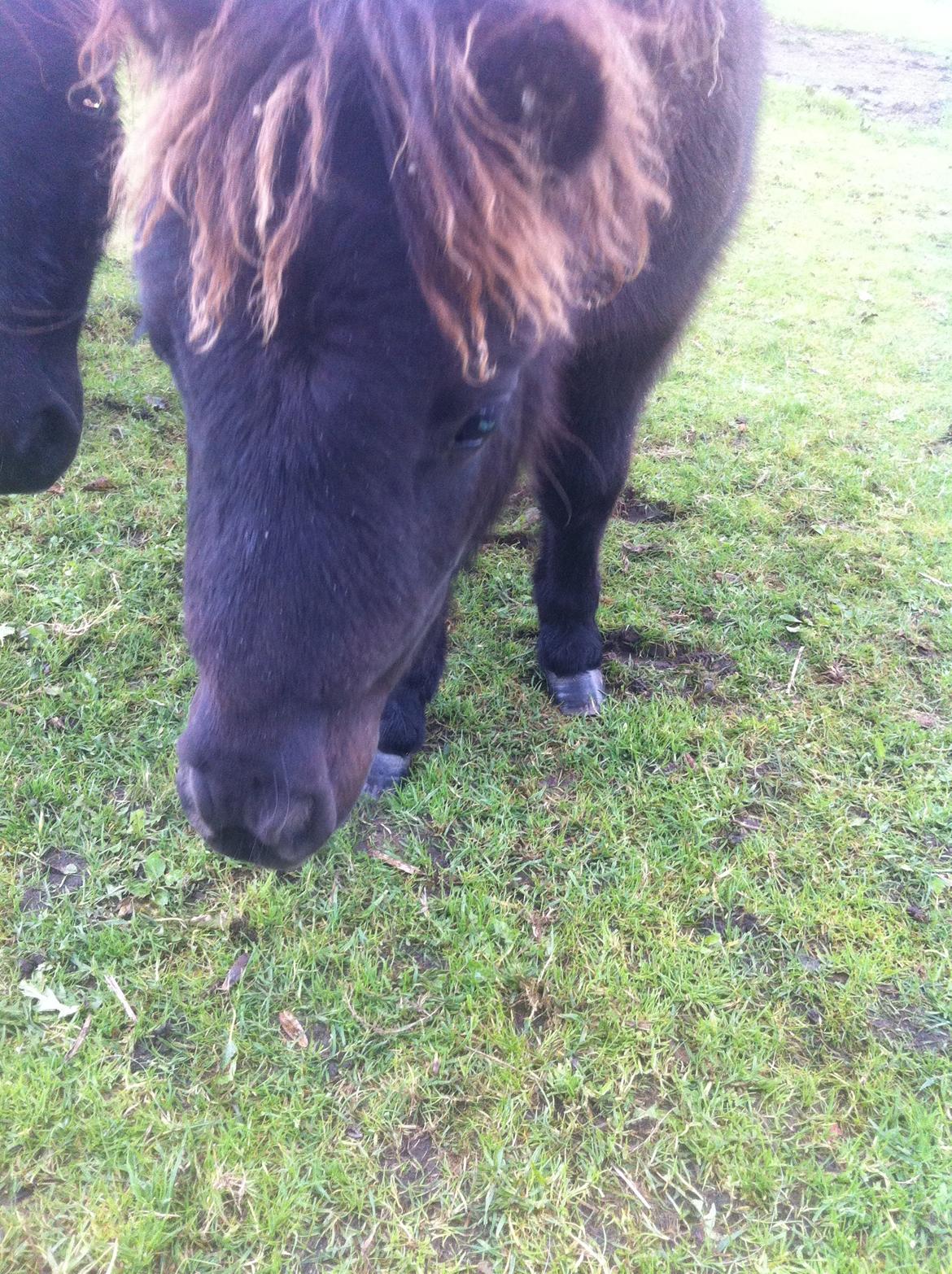 Shetlænder Lionel Messi - Nærbillede! billede 6