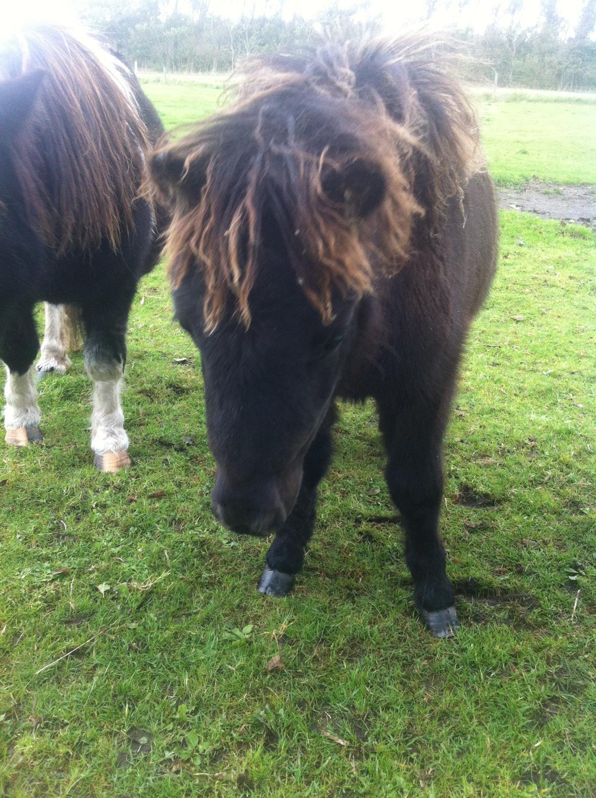 Shetlænder Lionel Messi - Messi med sin mor, Prinsesse! billede 7