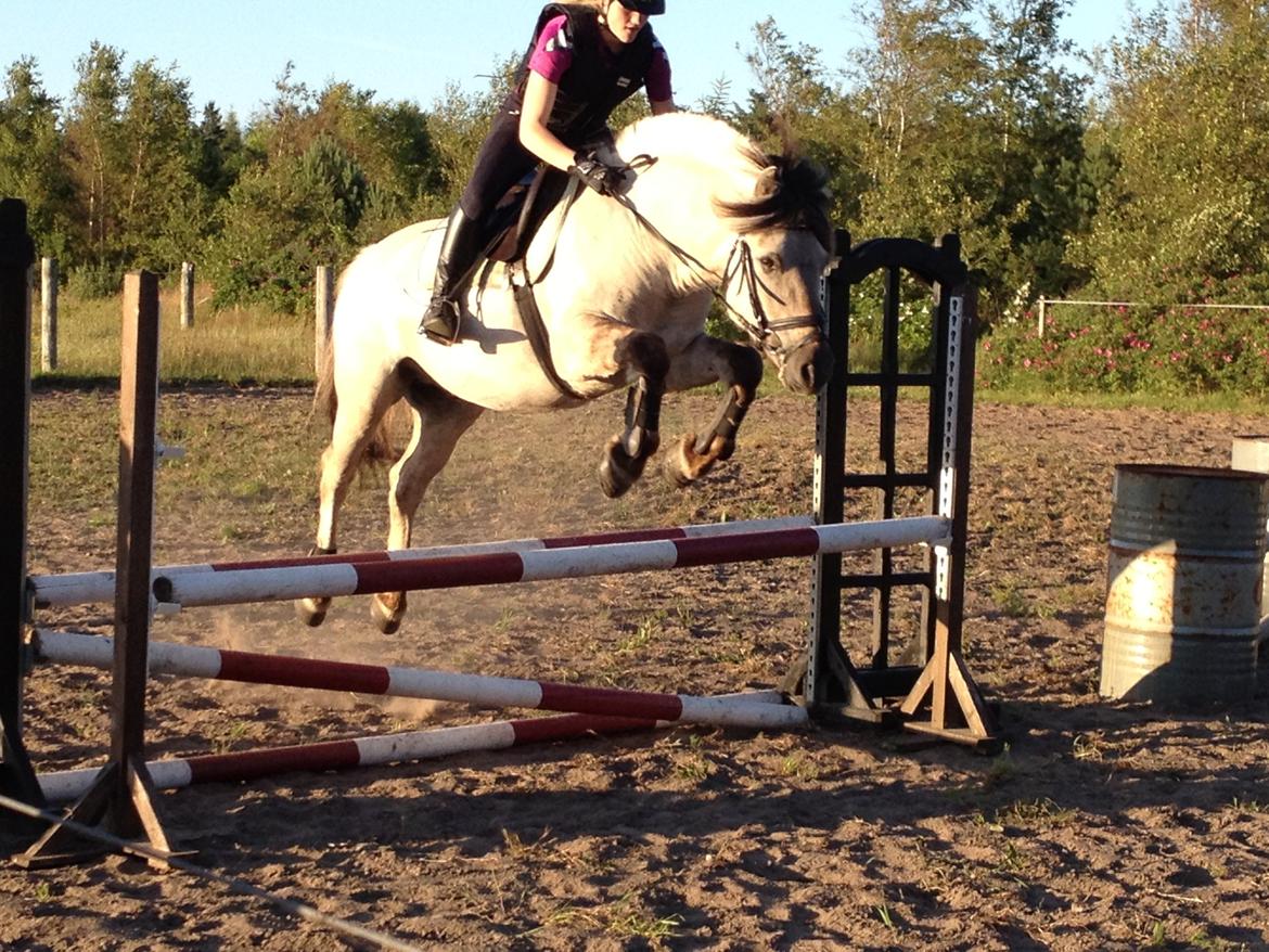 Fjordhest Cirrus billede 1