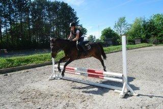 Anden særlig race Kompis Min Ven billede 7