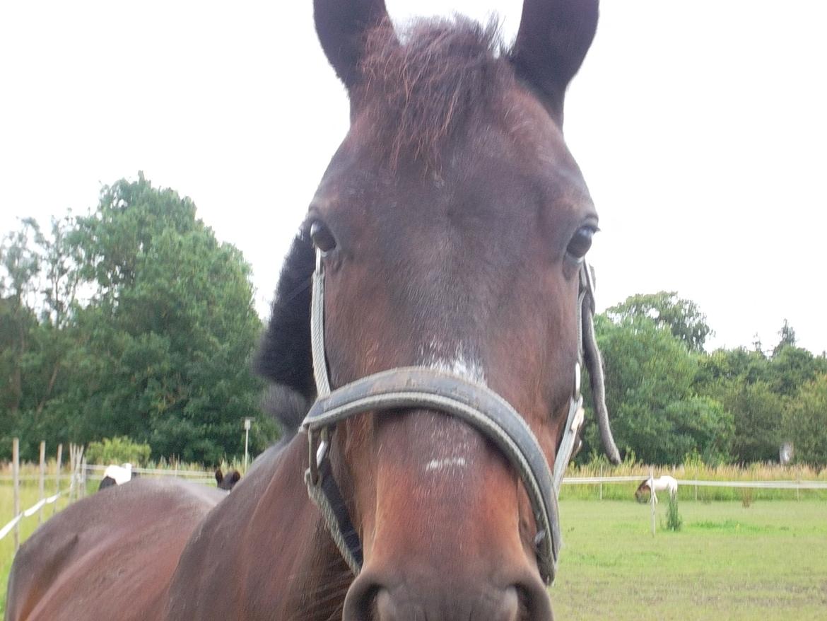 Anden særlig race Kompis Min Ven billede 8