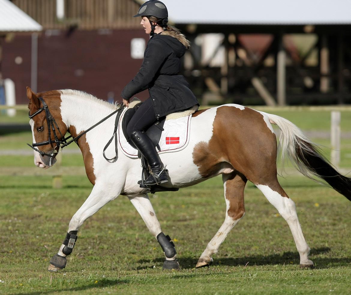 Hollandsk Sportspony Zwier billede 4