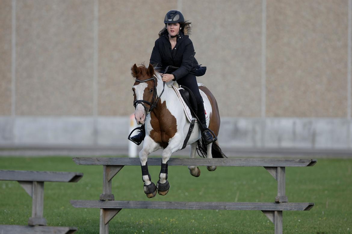 Hollandsk Sportspony Zwier billede 8