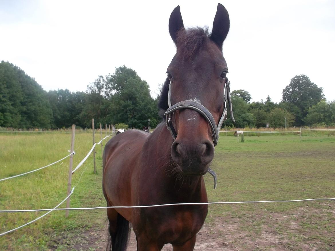 Anden særlig race Kompis Min Ven billede 9