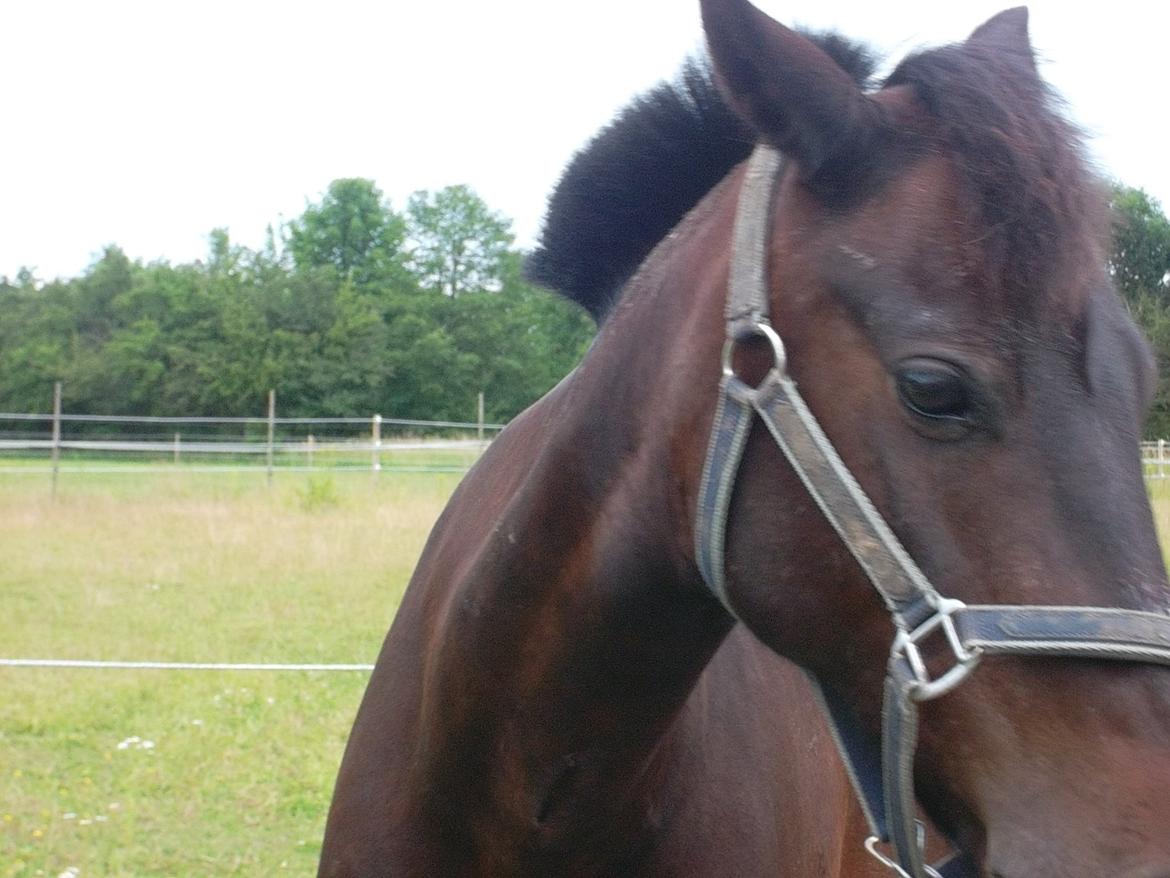 Anden særlig race Kompis Min Ven billede 10