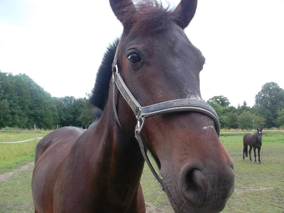 Anden særlig race Kompis Min Ven billede 11