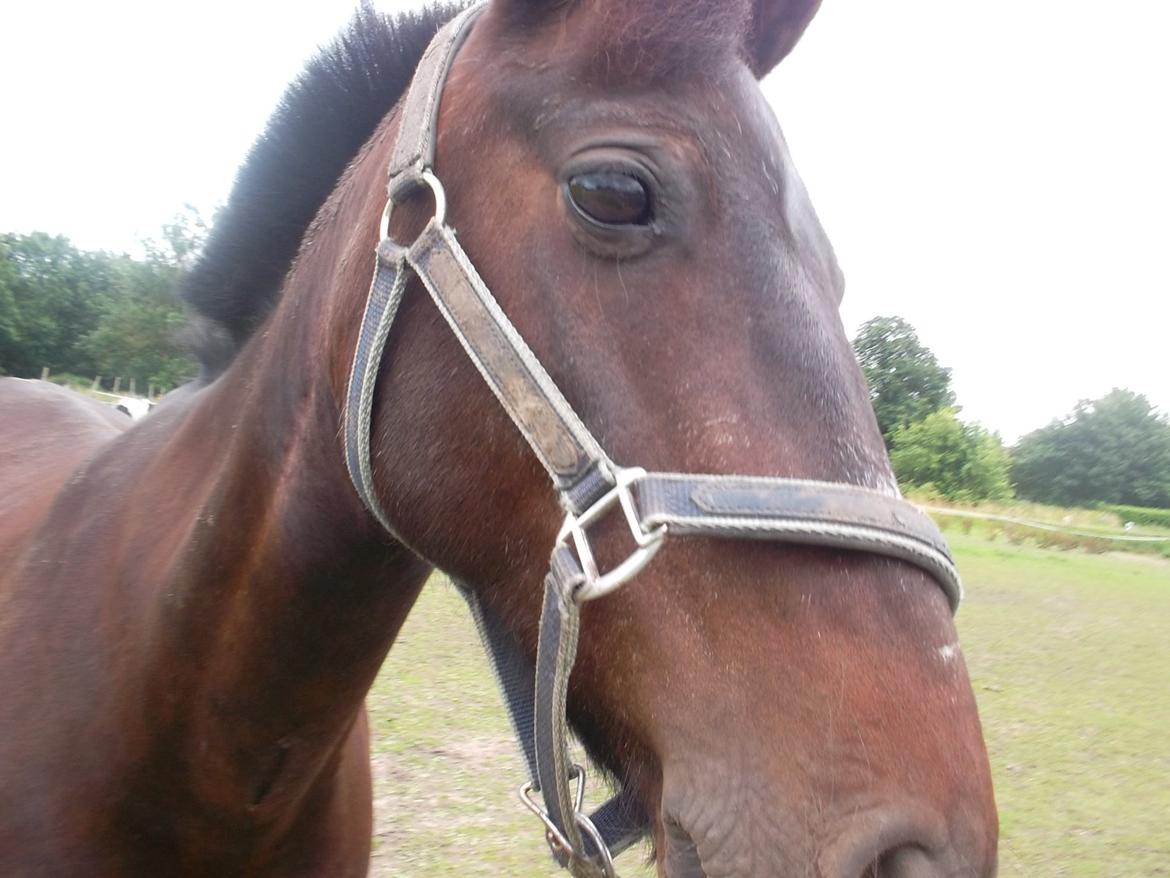 Anden særlig race Kompis Min Ven billede 12