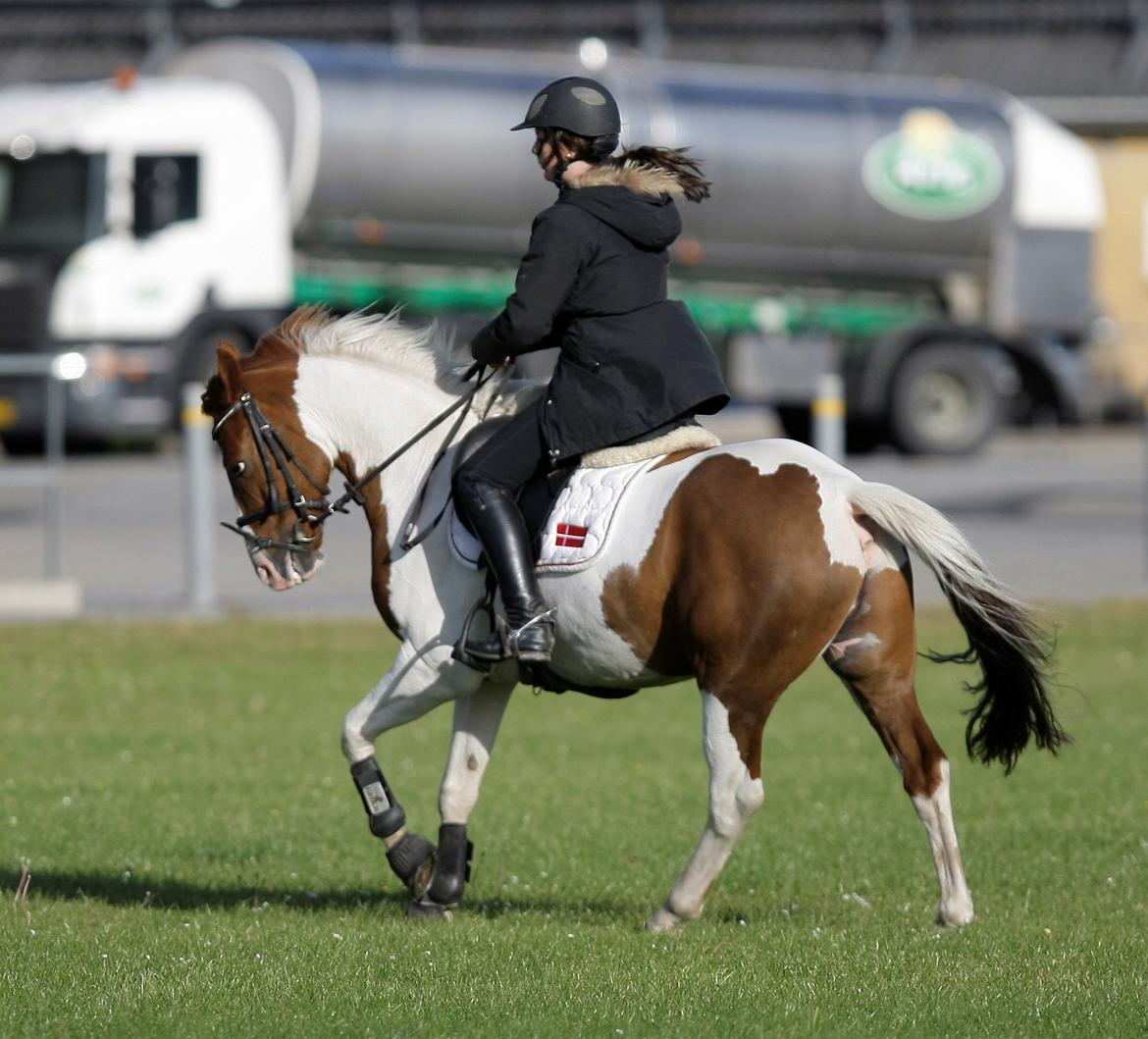 Hollandsk Sportspony Zwier billede 10