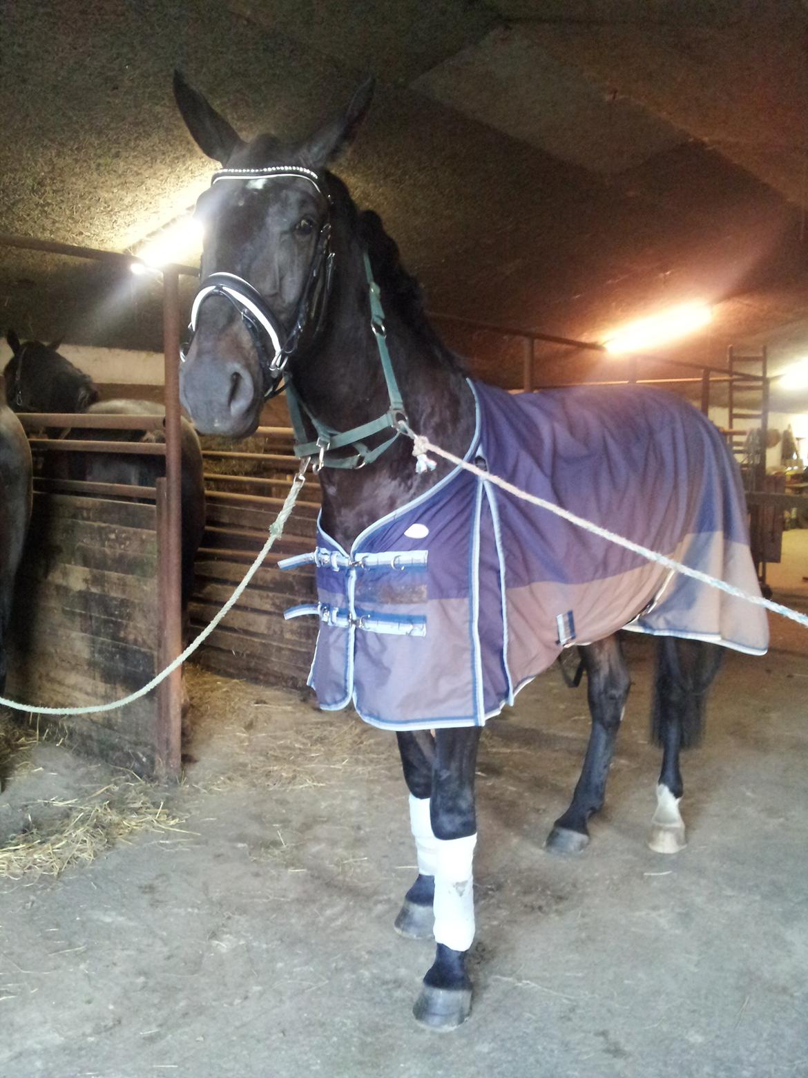 Oldenborg Ikaros billede 2