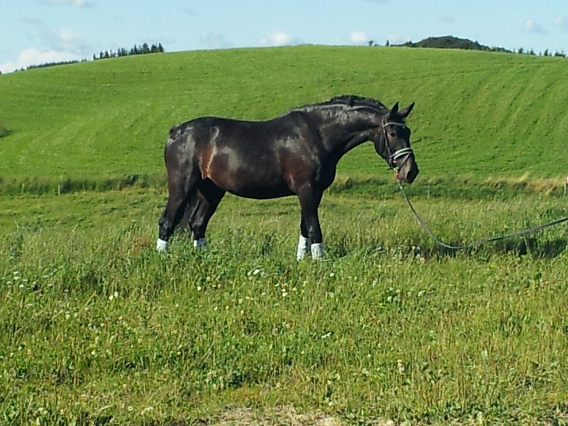 Oldenborg Ikaros billede 3