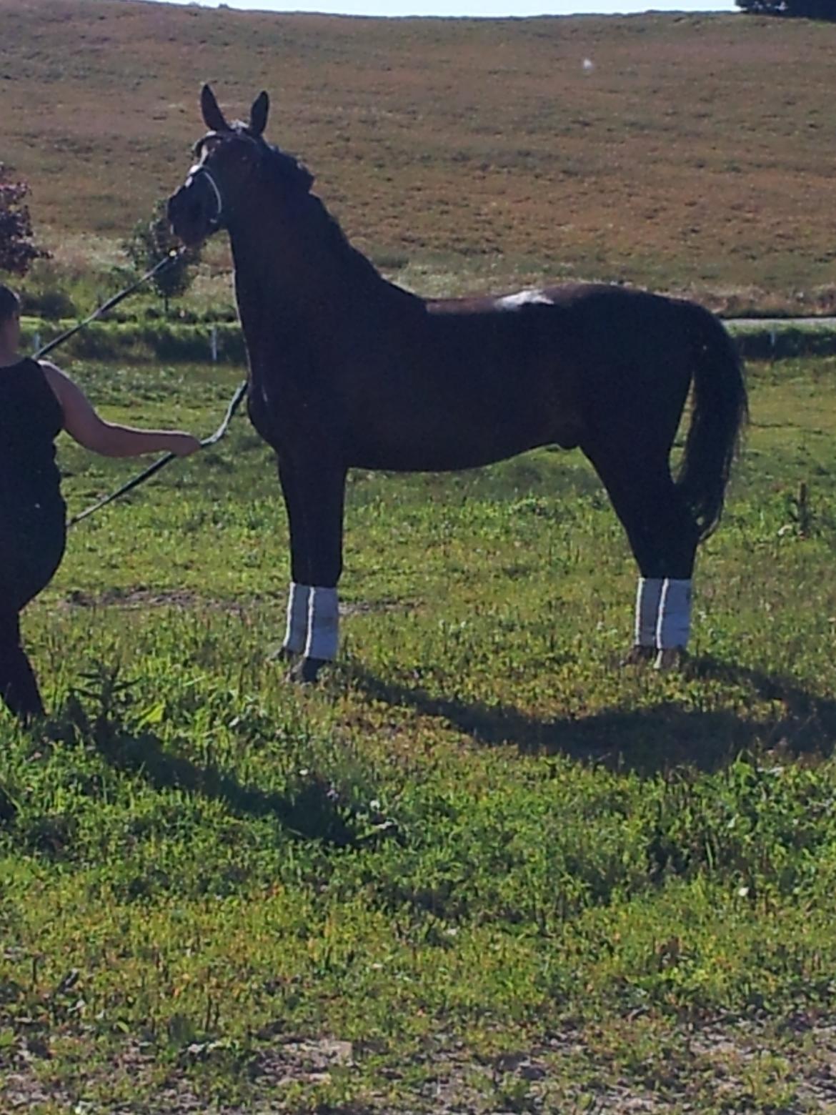 Oldenborg Ikaros - Blære røv ;-) billede 1