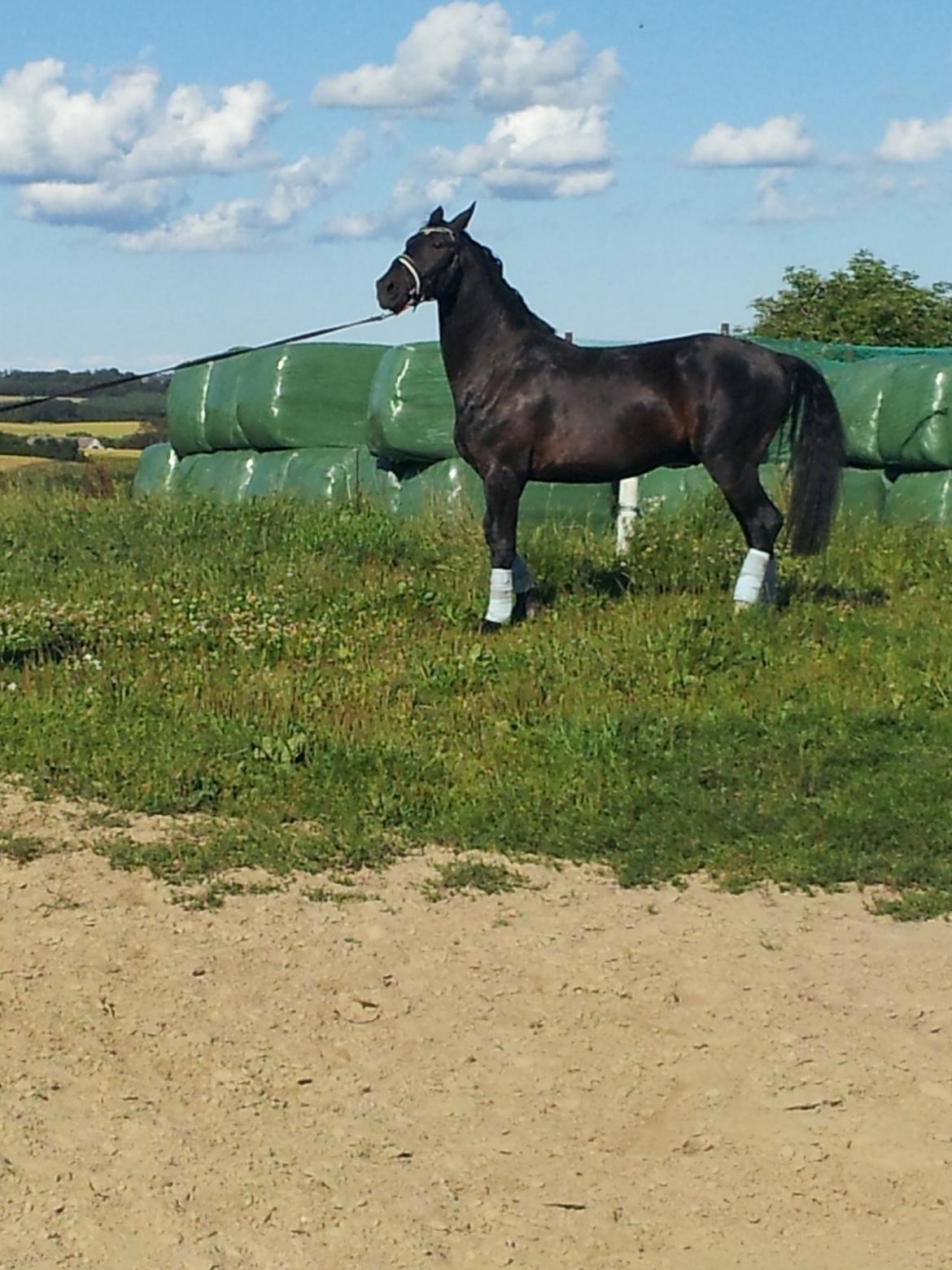 Oldenborg Ikaros billede 4