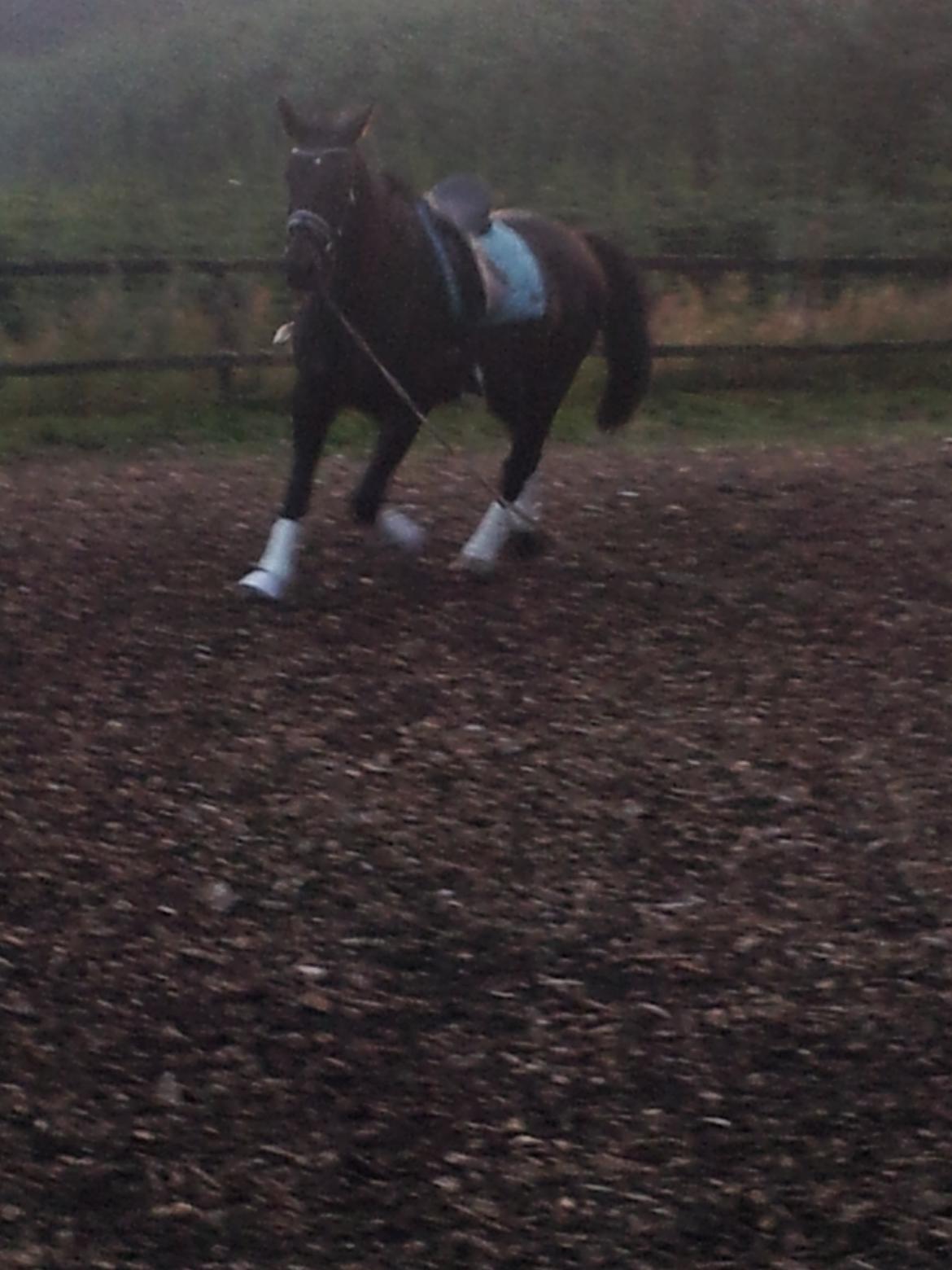 Oldenborg Ikaros billede 5