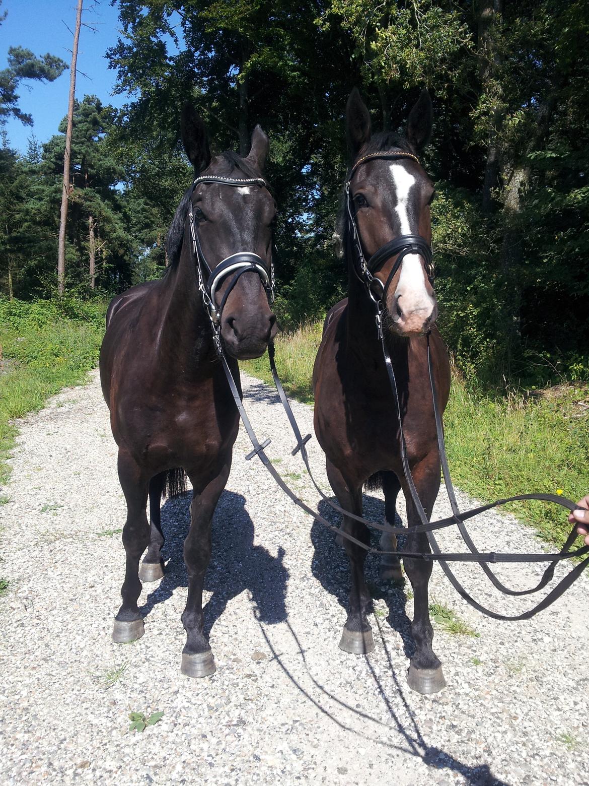 Oldenborg Ikaros - Knold og tot på tur billede 6