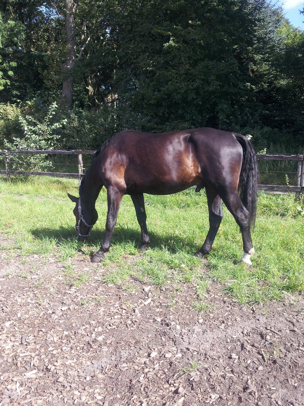 Oldenborg Ikaros billede 7