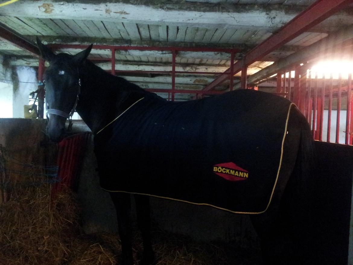 Oldenborg Ikaros billede 8