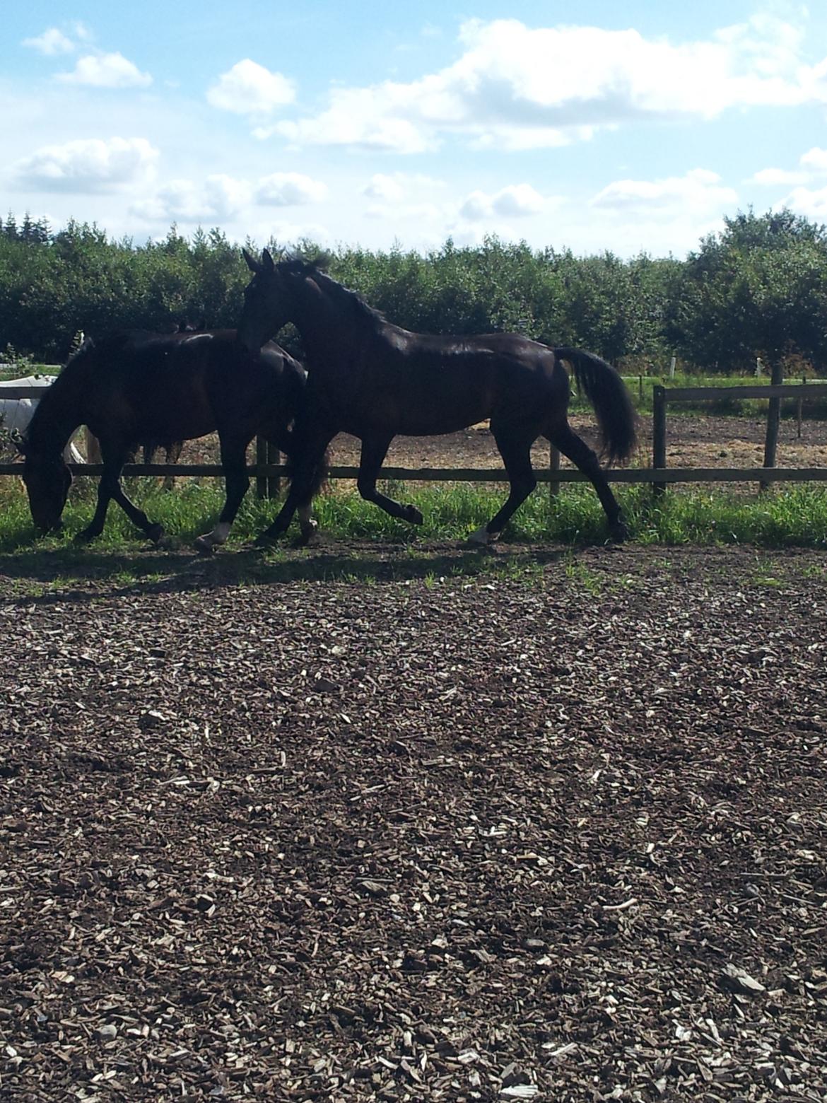 Oldenborg Ikaros - I fuld udstrækning billede 9