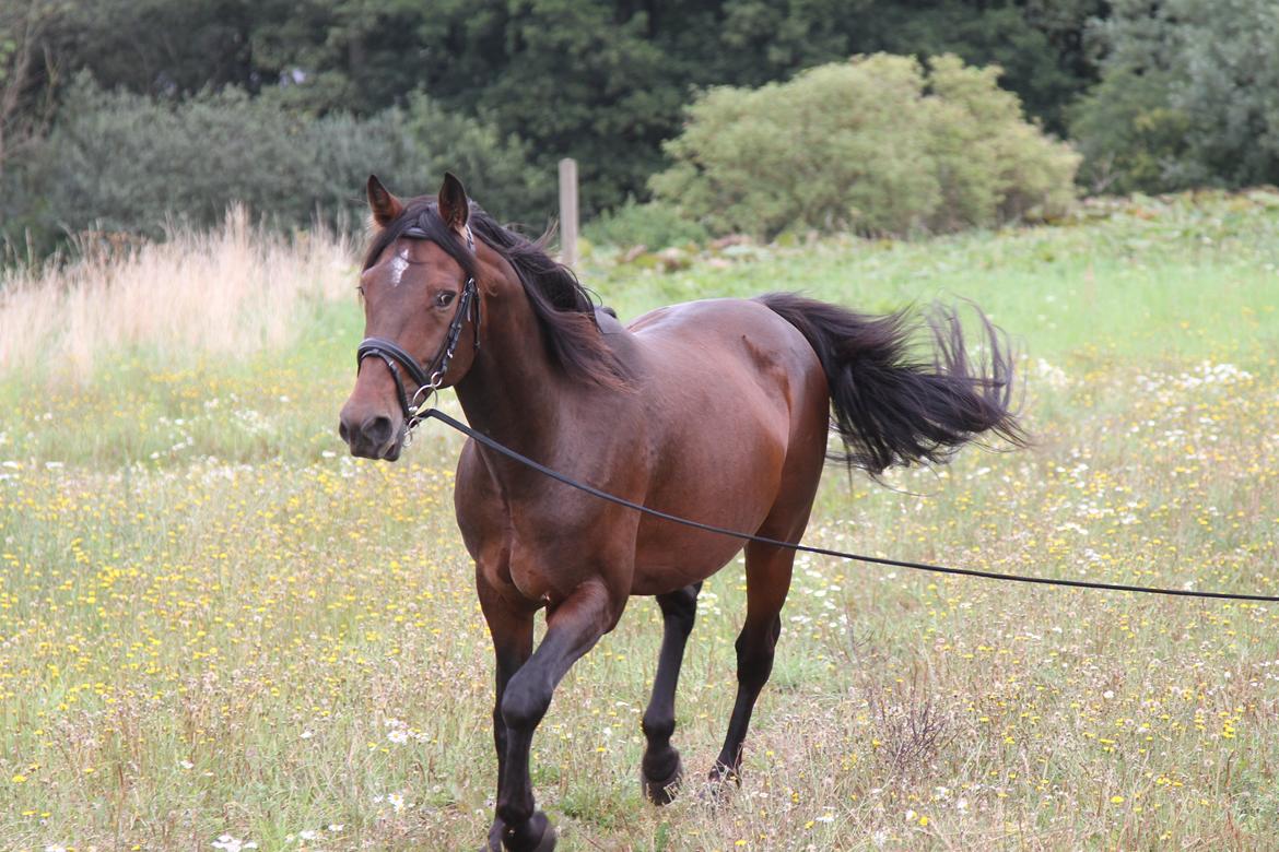 Traver No Joe billede 2